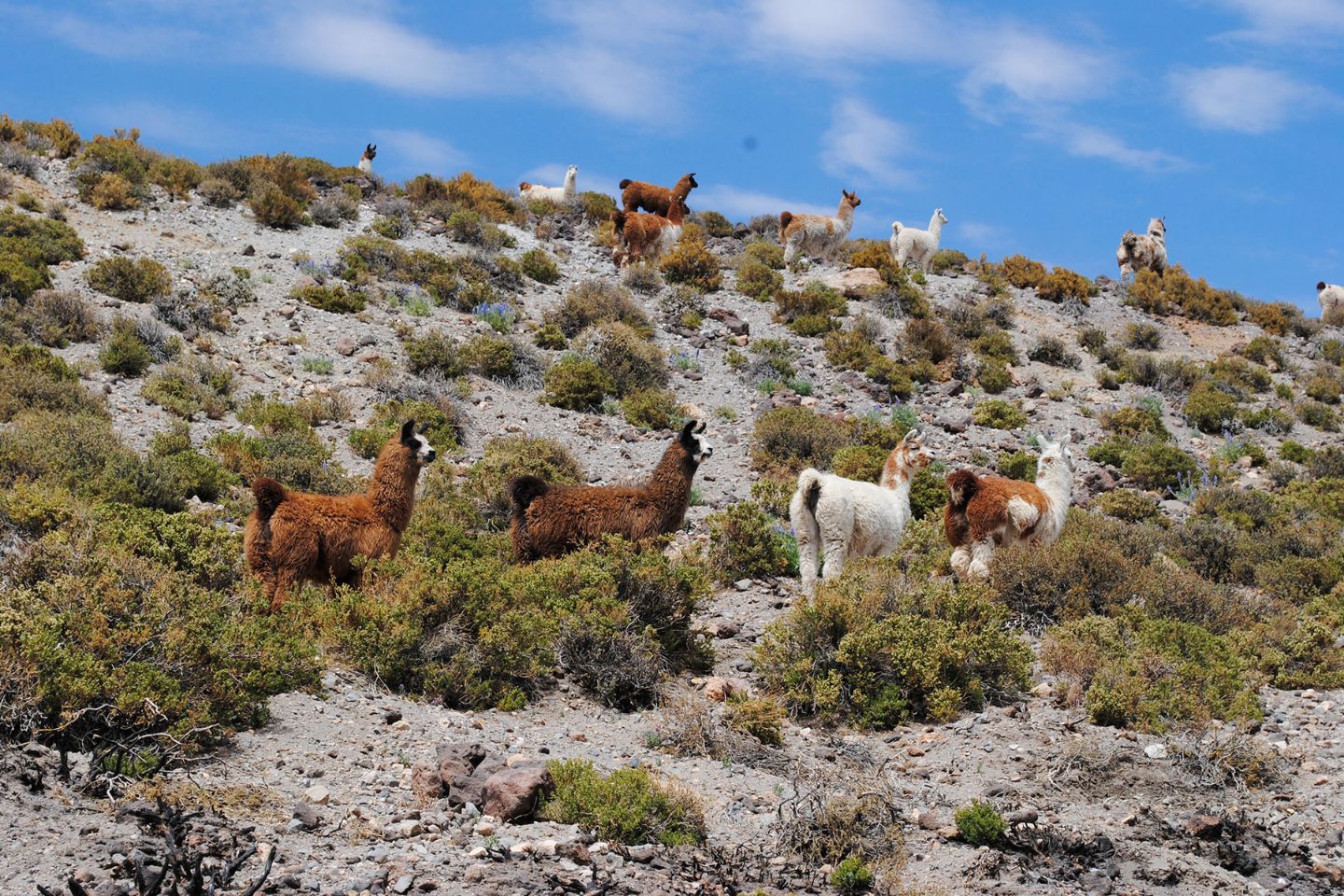 Salar de Aguas Calientes - san pedro de atacama